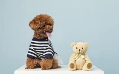 Introducing the Newest Way to Spoil The Dogs: Soft Toys!